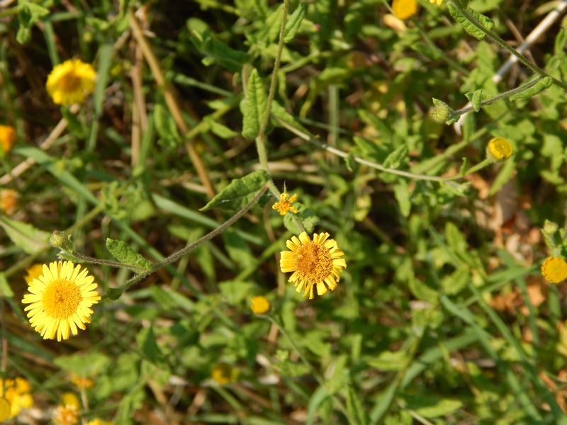 Pulicaria odora